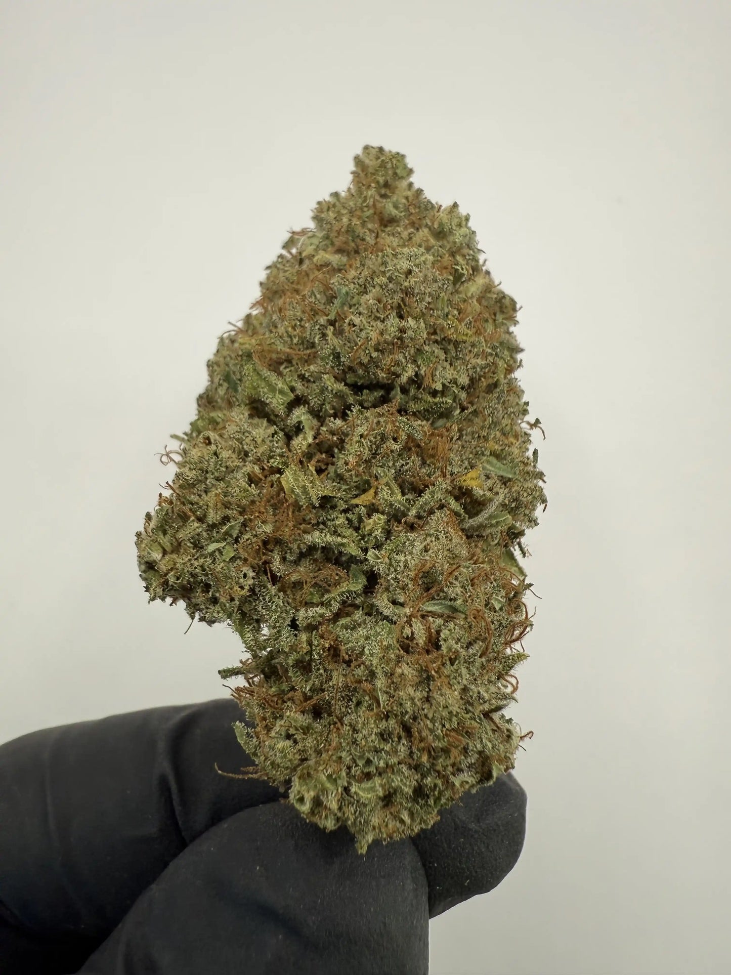 Fleur CBD Black Gas 16 % ⛽ – Puissante & relaxante