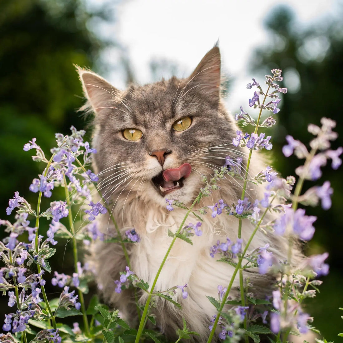 Cataire pour chat : guide complet sur l'herbe à chat 2026