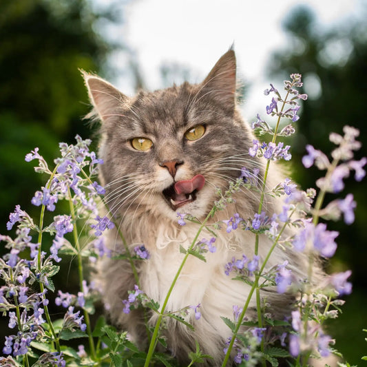 Cataire pour chat : guide complet sur l'herbe à chat 2026