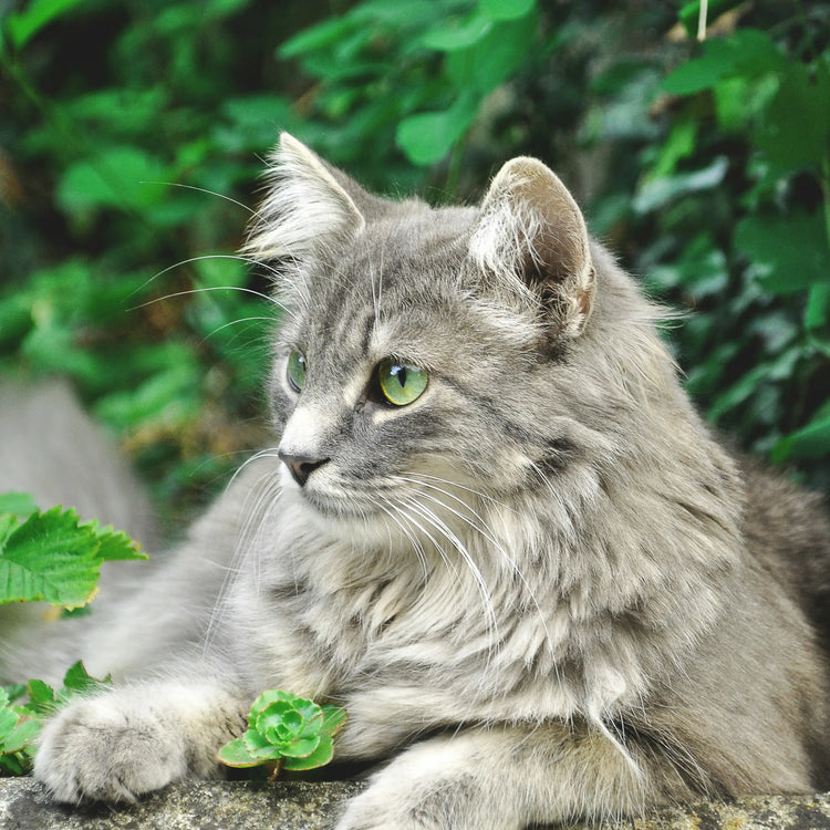 Gamme Chats
