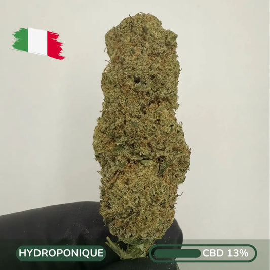 Blue Haze CBD – Dream Citrus