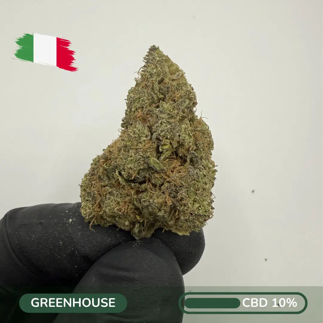 Fleur CBD OG Kush puissante boisée premium - Zenherb