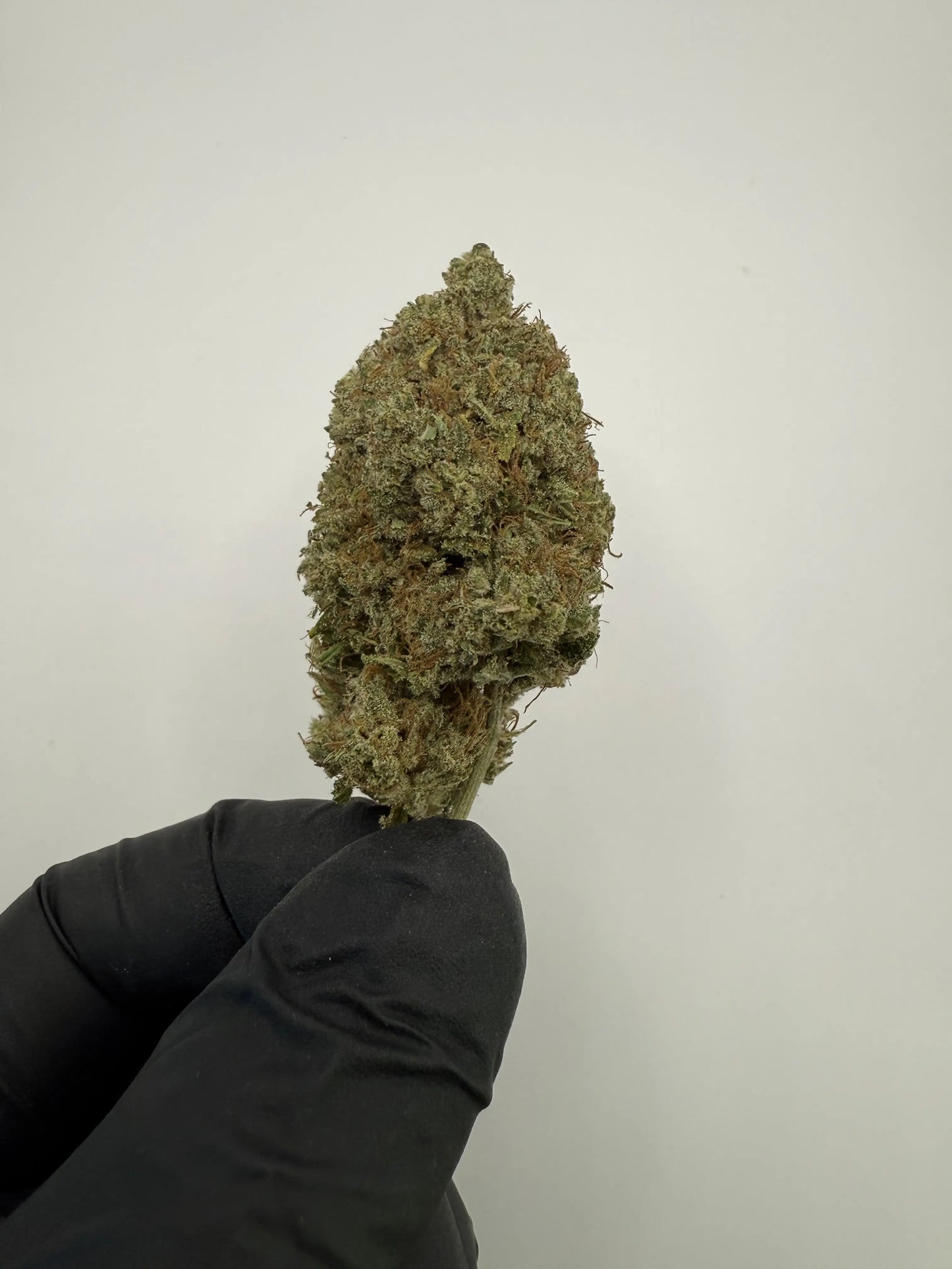 Fleur CBD Black Gas 16 % ⛽ – Puissante & relaxante