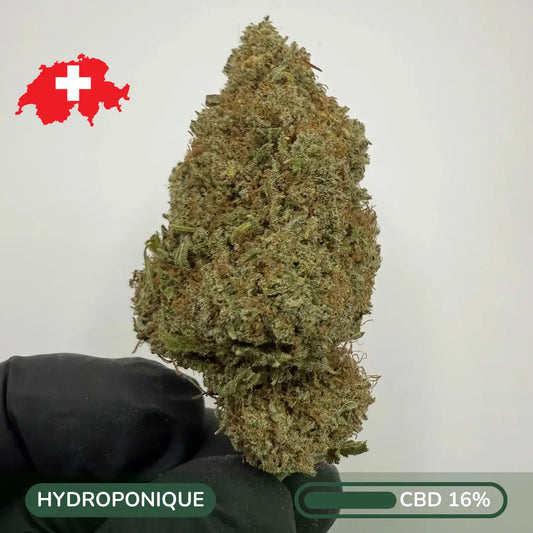 Critical+ CBD 2.0 – Sweet Citrus Resin