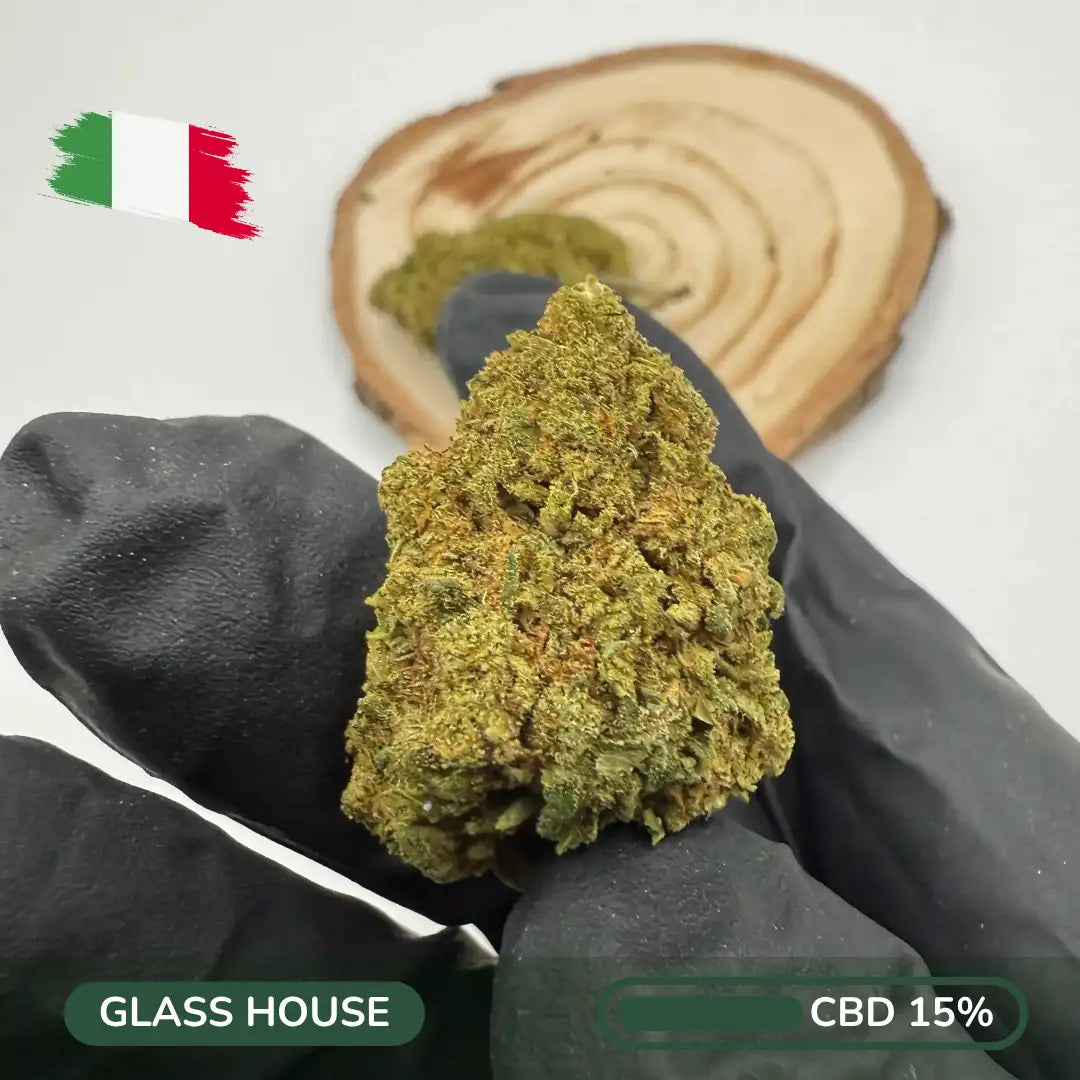 Mango Zenrise CBD – Solar Mango Blend