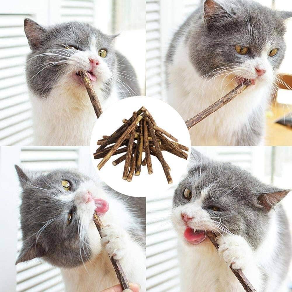 Chat qui mâche un bâtonnet de Matatabi — effet stimulant naturel Actinidia polygama