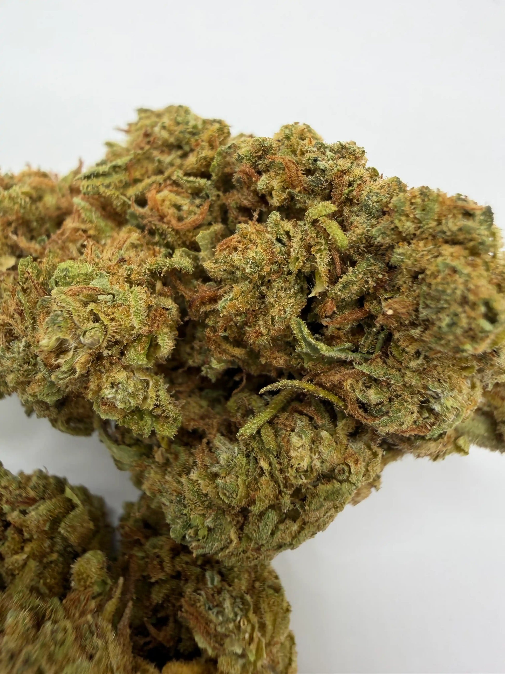 Fleur CBD OG Heritage 2025  zoom greenhouse française - Zenherb