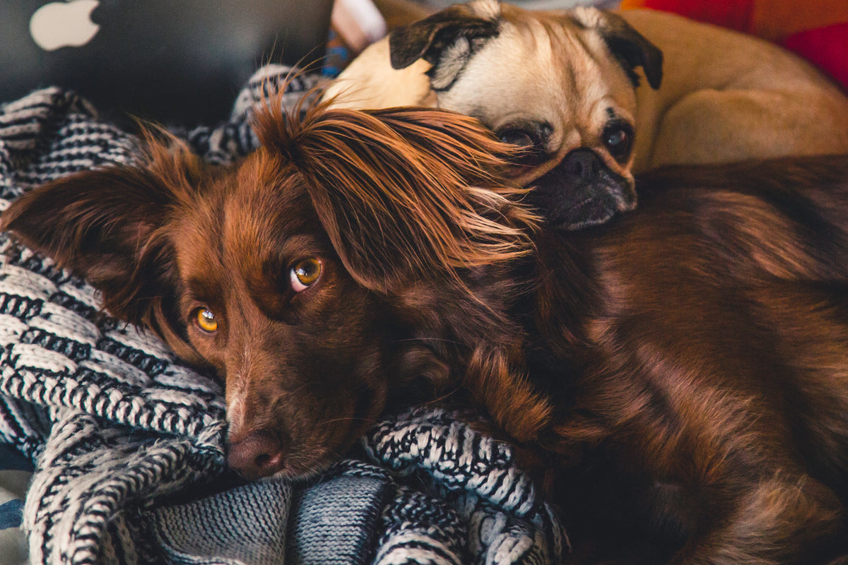 Chien et chat heureux avec Zenherb